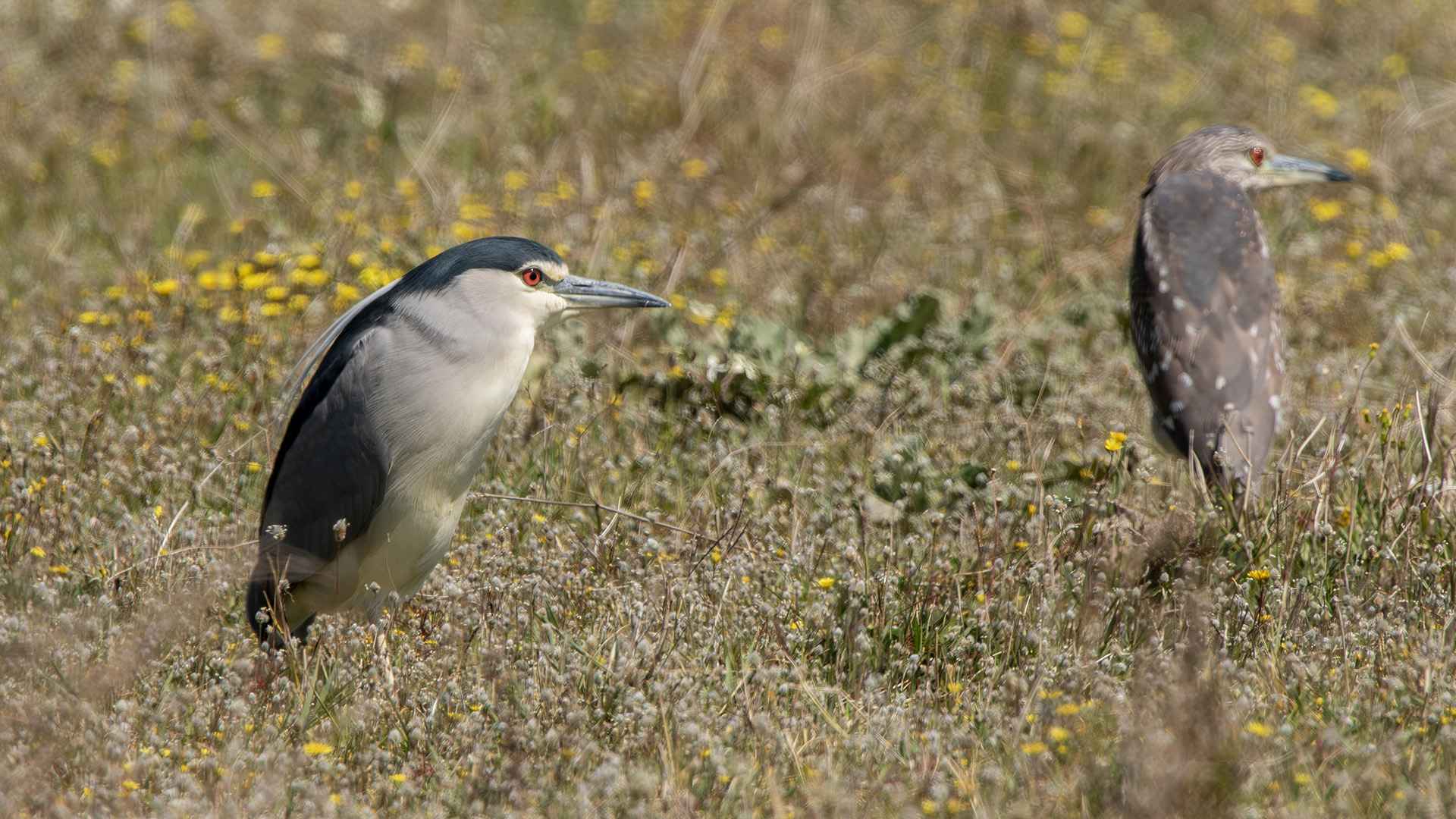 Black-crowned Night-Heron